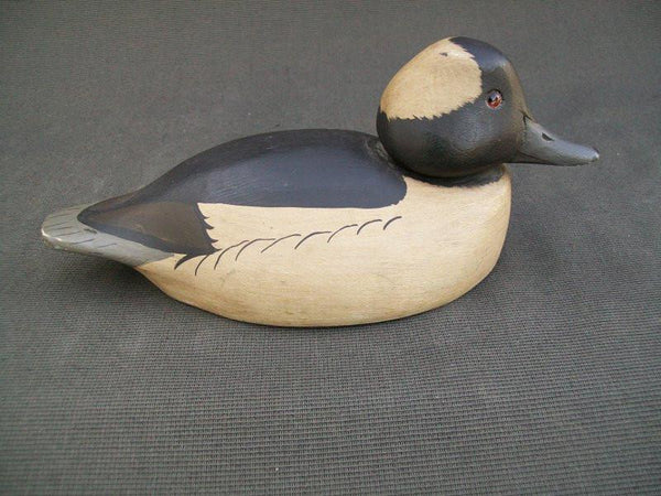 Unknown Bufflehead