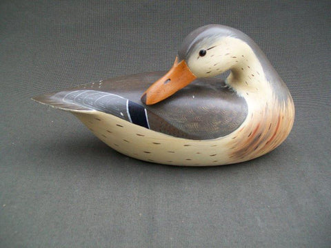 Earl Fox Mallard Hen Preening