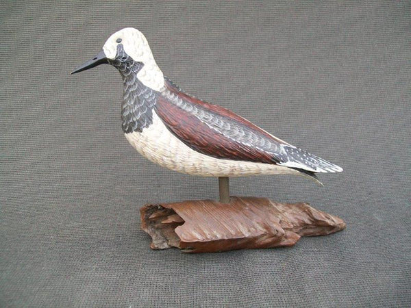 Standing Ruddy Turnstone
