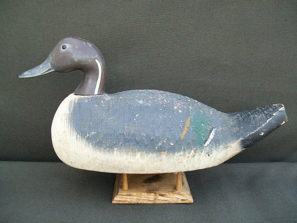 Animal trap Pintail
