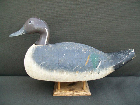 Animal trap Pintail