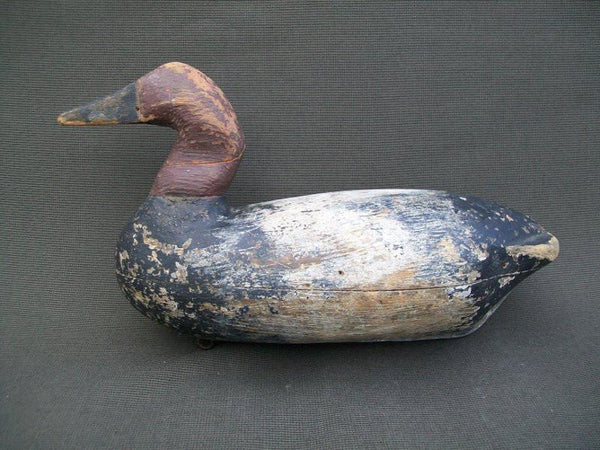 Canvasback
