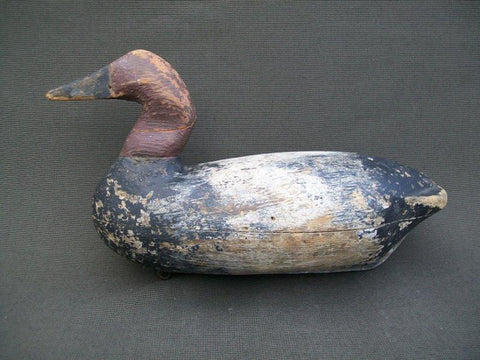 Canvasback
