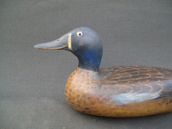 Elliston Style Blue Wing Teal