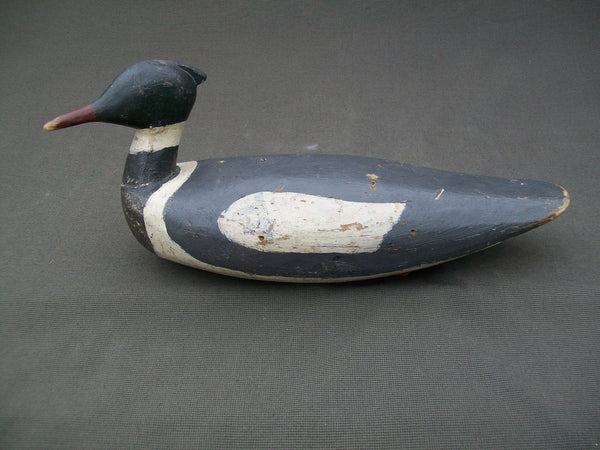 Maine Red Breasted Merganser