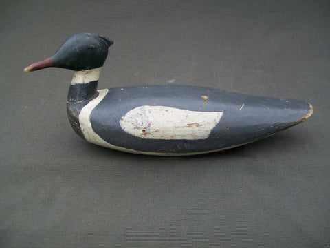 Maine Red Breasted Merganser