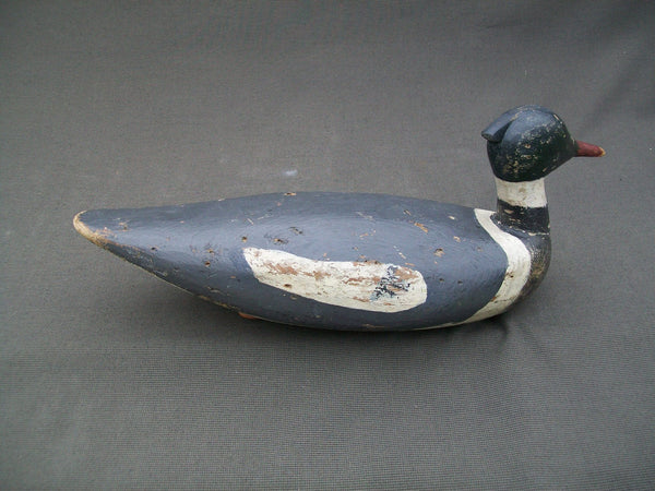 Maine Red Breasted Merganser