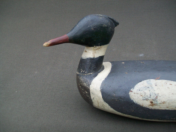 Maine Red Breasted Merganser