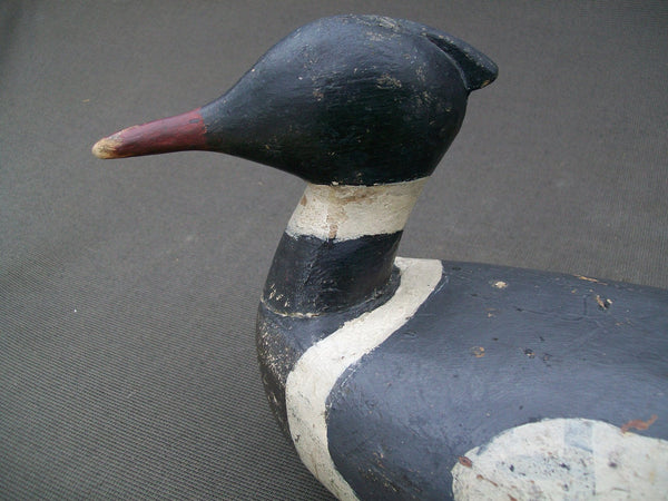 Maine Red Breasted Merganser