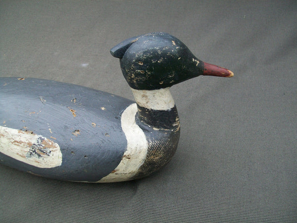Maine Red Breasted Merganser