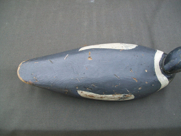 Maine Red Breasted Merganser