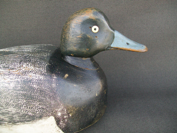 Canada Blue Bill, Original Paint  (#2236)