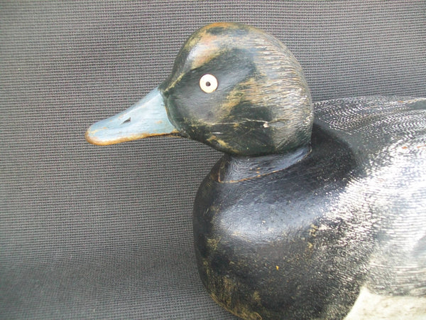 Canada Blue Bill, Original Paint  (#2236)