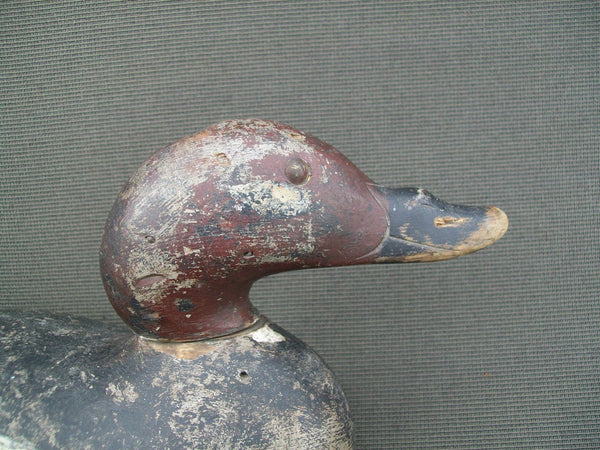 Mason White Winged Scoter, Challenge Grade