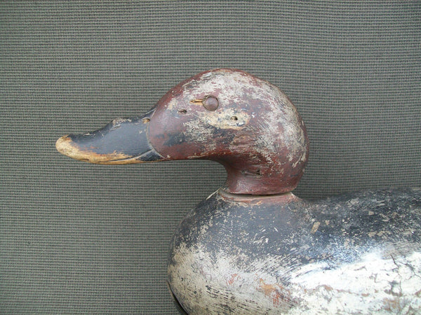 Mason White Winged Scoter, Challenge Grade