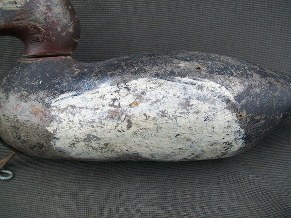 Mason White Winged Scoter, Challenge Grade