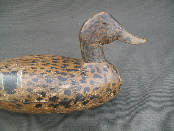 Illinois River Tack-eye Mallard Hen, Circa 1900's.  (#2455)