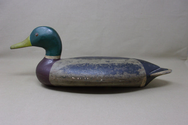 Illinois River Mallard Drake,  over size   (#2601)