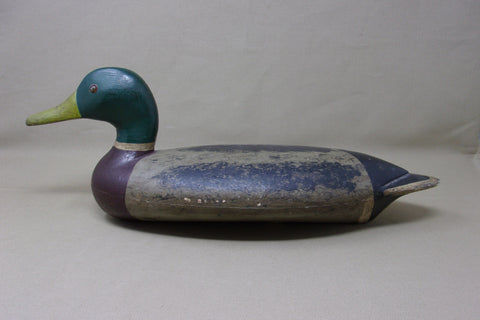 Illinois River Mallard Drake,  over size   (#2601)