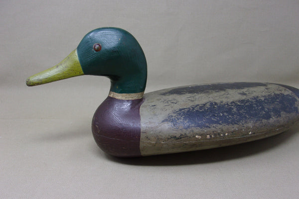 Illinois River Mallard Drake,  over size   (#2601)