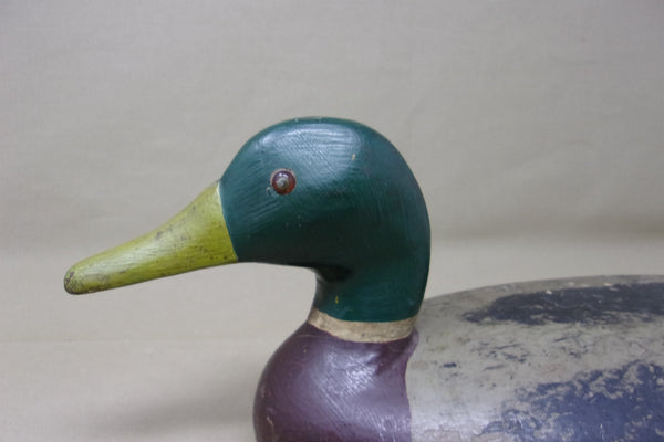 Illinois River Mallard Drake,  over size   (#2601)