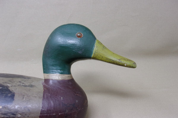 Illinois River Mallard Drake,  over size   (#2601)