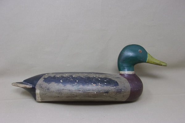 Illinois River Mallard Drake,  over size   (#2601)