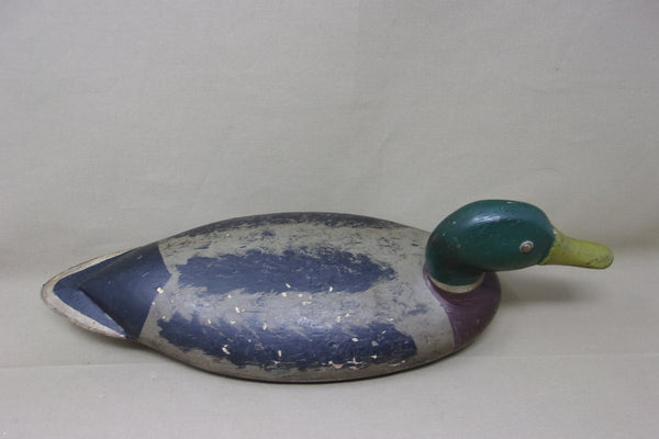 Illinois River Mallard Drake,  over size   (#2601)