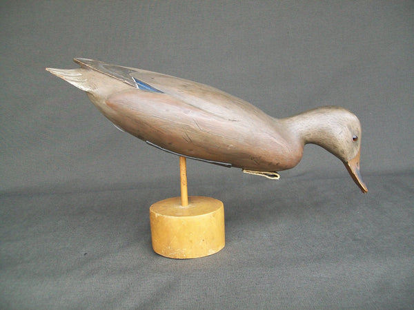 Ron Sabatini Mallard Hen, Drinking position