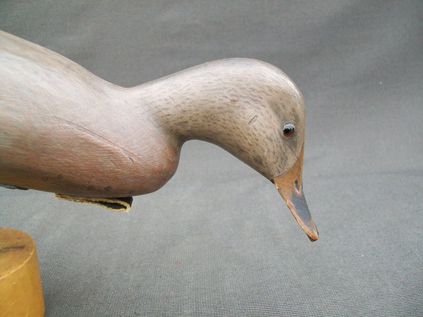 Ron Sabatini Mallard Hen, Drinking position
