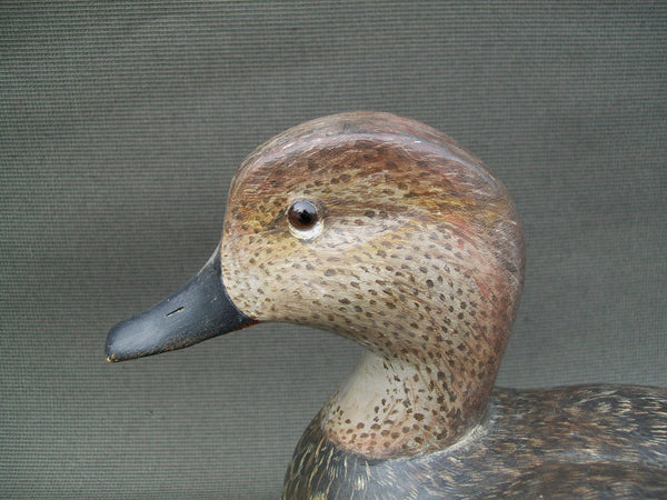 L.T. Torry Ward Drake Gadwall- Manitoba, Canada