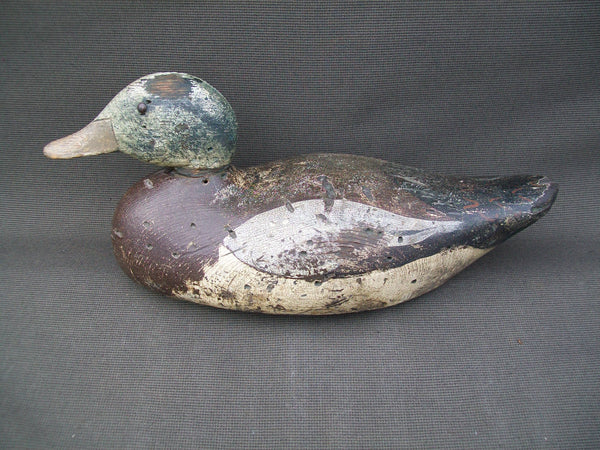 West Coast Dodge Widgeon Tackeye- Mostly O.P.   (#2831)