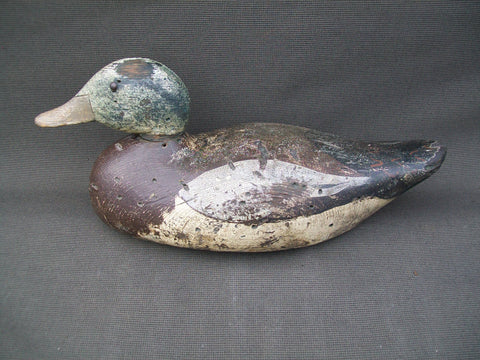 West Coast Dodge Widgeon Tackeye- Mostly O.P.   (#2831)