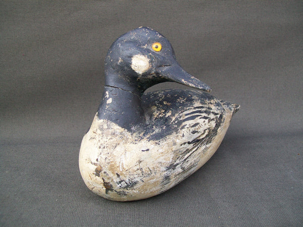 Golden Eye Drake, Ohio origin, turned head  (#2844)