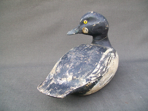 Golden Eye Drake, Ohio origin, turned head  (#2844)