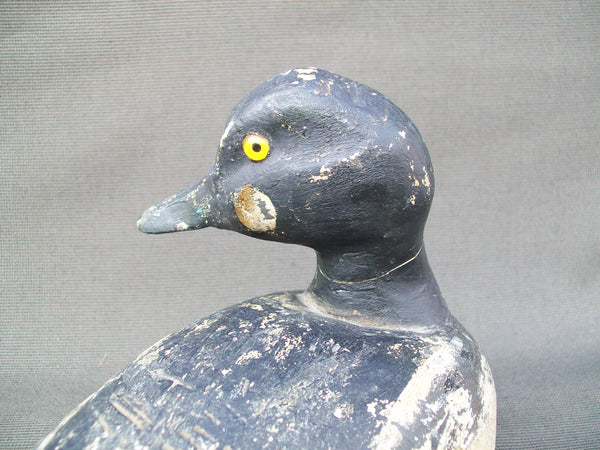 Golden Eye Drake, Ohio origin, turned head  (#2844)