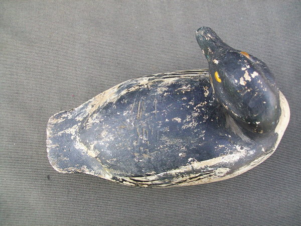 Golden Eye Drake, Ohio origin, turned head  (#2844)