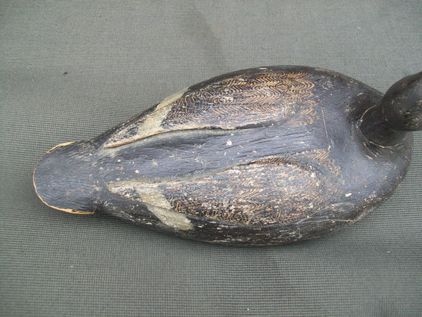 Verdun School Bluebill Hen, Quebec, Circa 1930's  (#2904)