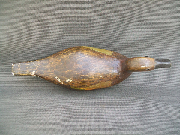 Unknown Wisconsin Blue Wing Teal Hen (#2927)