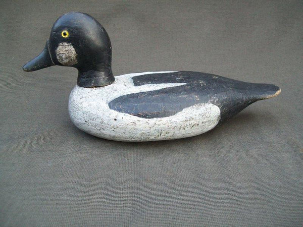 Golden Eye Drake Upstate New York with Stevens Influence