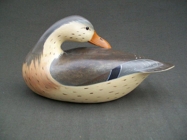 Earl Fox Mallard Hen Preening