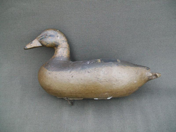 Charles Althoff Mallard Hen