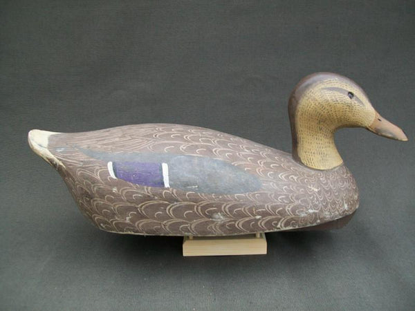 Ken Harris working Mallard Hen