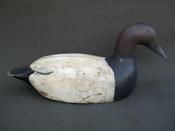 Canvasback Drake Cayuga Lake