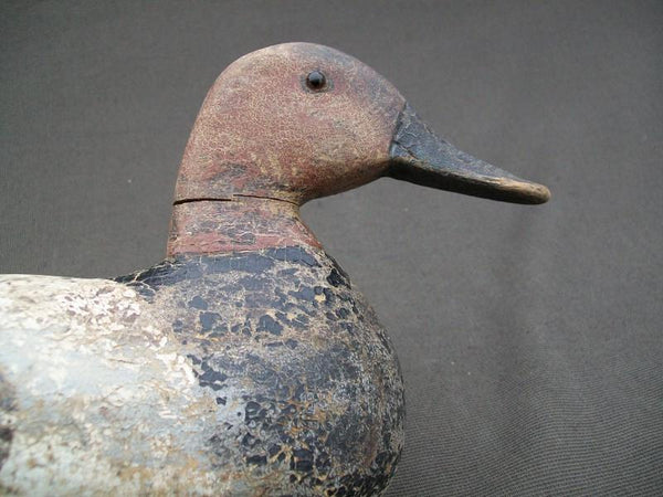 Illinois River Canvasback with weight