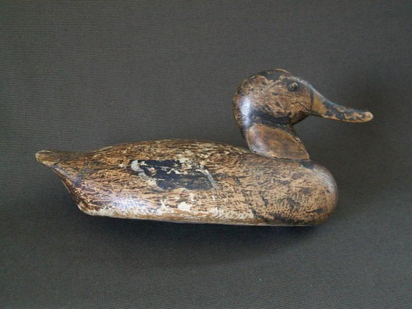 Working Illinois River Mallard Hen Circa 1890's