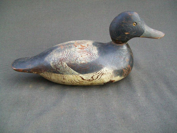 Hayes Blue Bill Drake