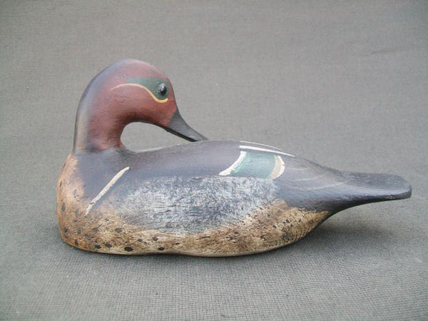 Preening Green Wing Teal- Dennis Entwistle