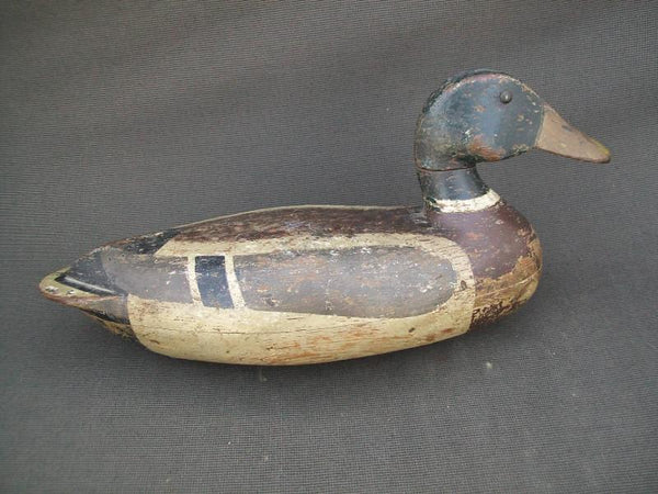 Leonard Doran Mallard Drake, Pekin Illinois