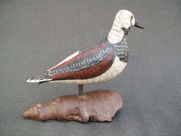Standing Ruddy Turnstone